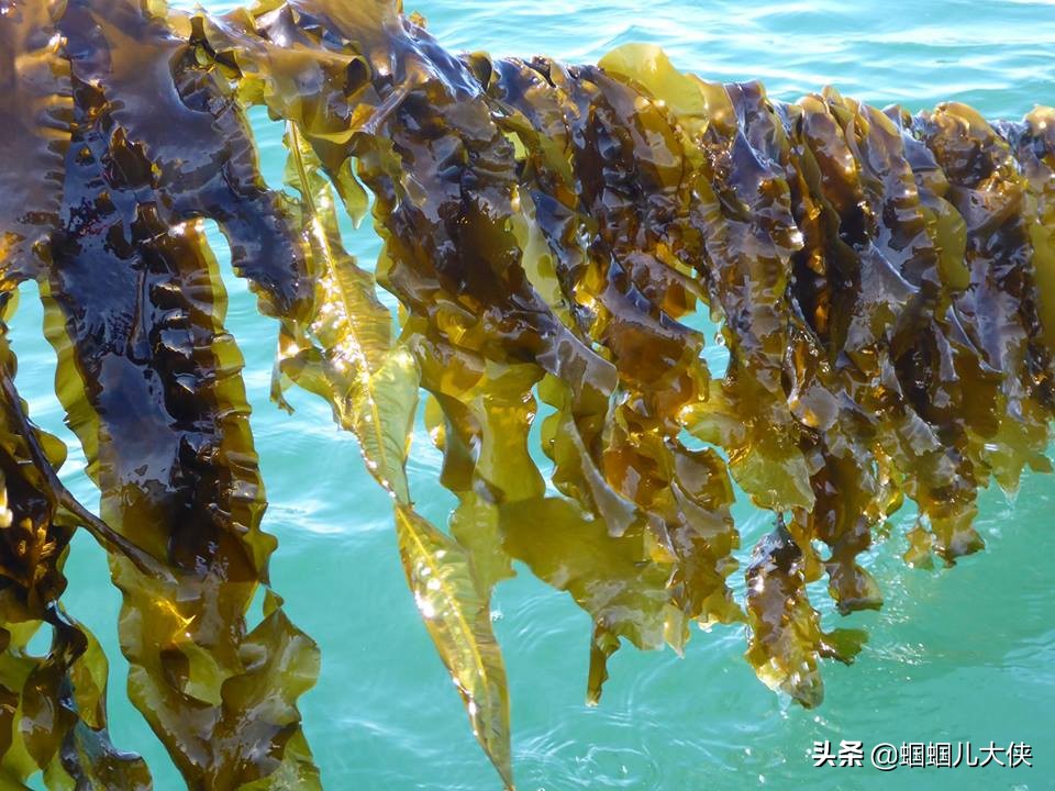 神秘有趣的海洋植物，能吃的竟然这么多，这些年错过了太多