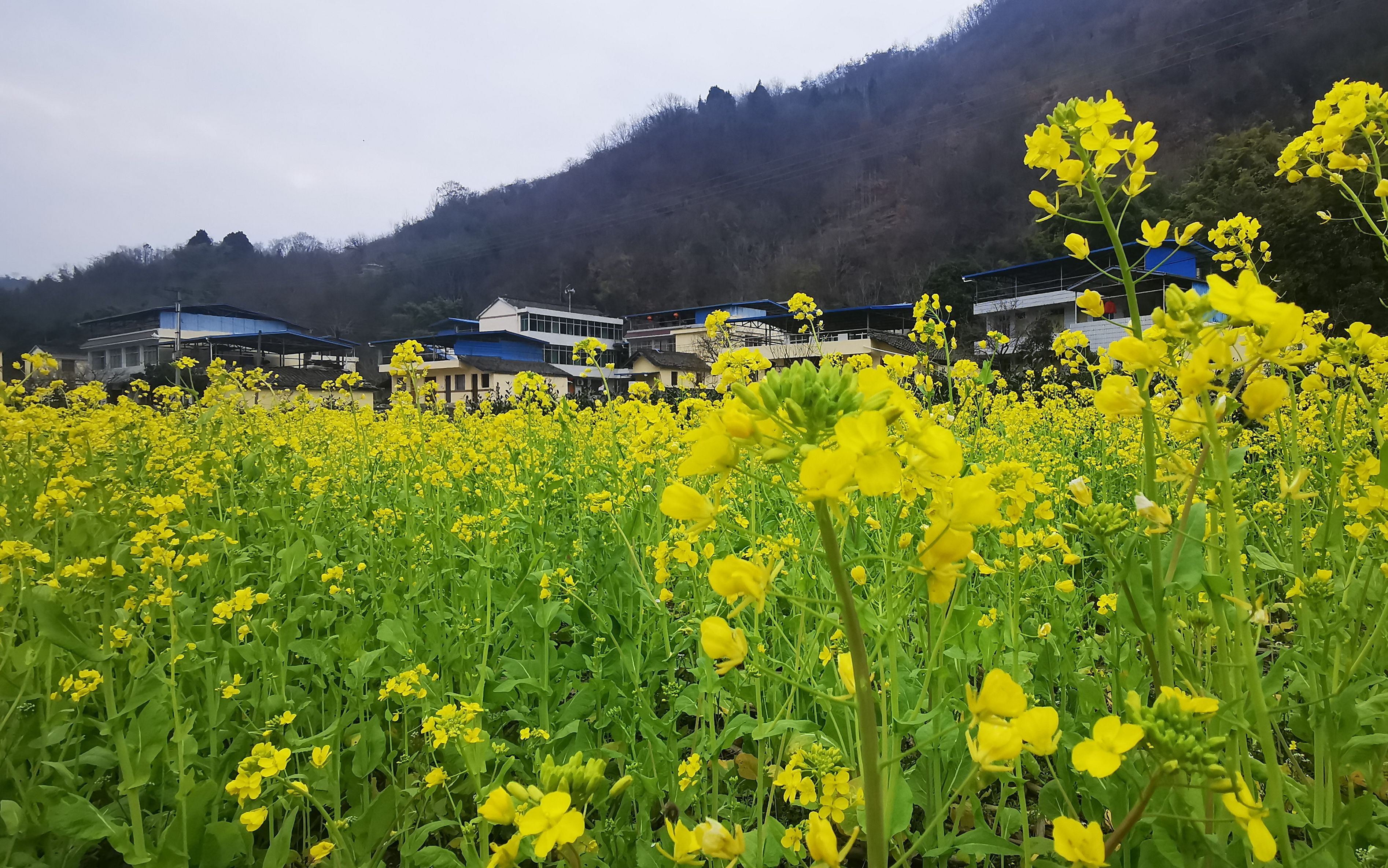 6400萬畝“冬閑田”中國油菜花版圖擴(kuò)張之路