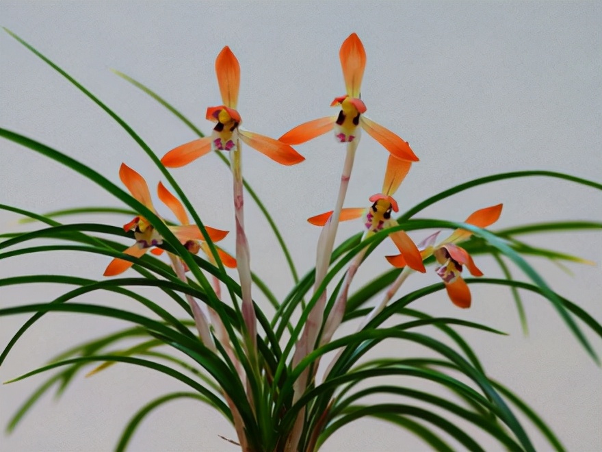 29个兰花品种，名称与图片都在这里了，你还傻傻分不清吗？