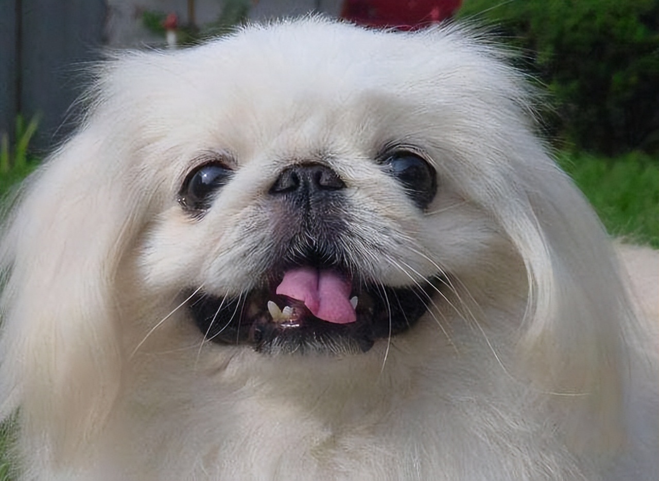 北京犬通称京巴犬,又称中国狮子狗,宫廷狮子狗等