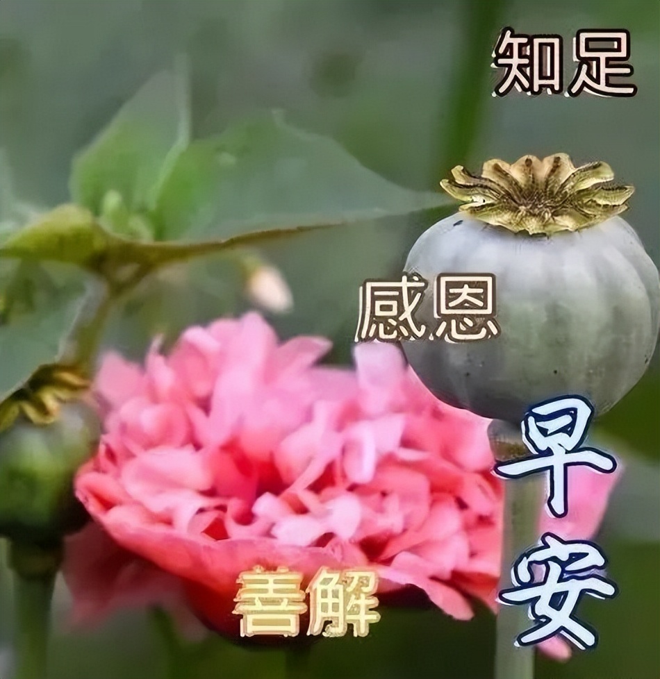 漂亮周日早上好祝福图片，早上好祝福语句，愿你每天好心情图片