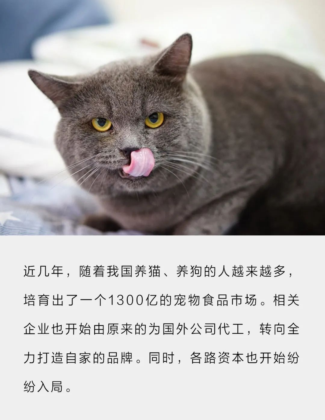 这只猫和狗一年吞下了1300亿美元。