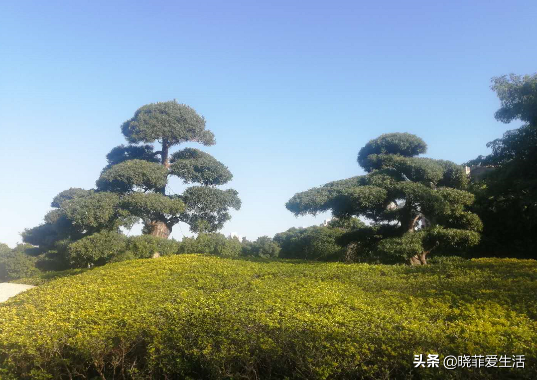 七种“黄金树”，子孙世代富，护宅守家，越养越“旺家”