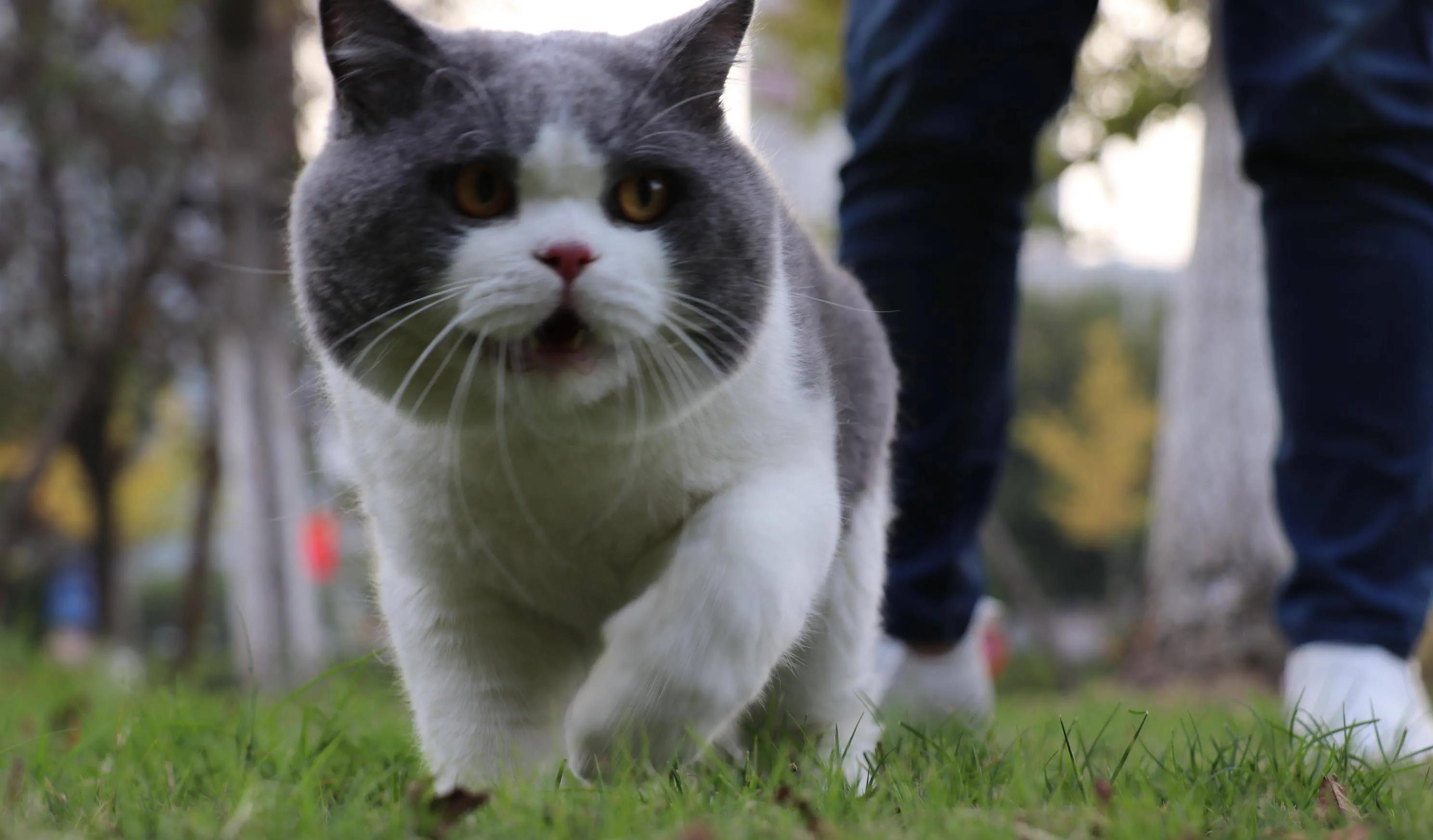 猫和老鼠中汤姆猫的原型究竟是什么品种？看完这三点，你就知道了