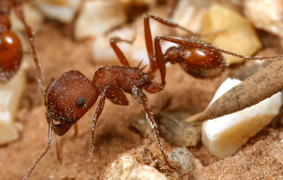 科帕收获蚁作为世界上最毒的昆虫之一,主要生活在沙漠地区,其中美国的