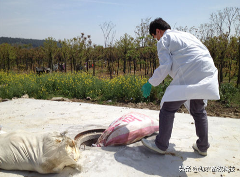 养殖场只能自己处理病死动物的3个无害化简单方法