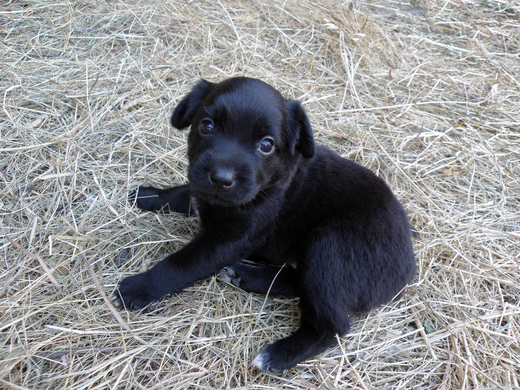 写动物作文顺口溜（一）