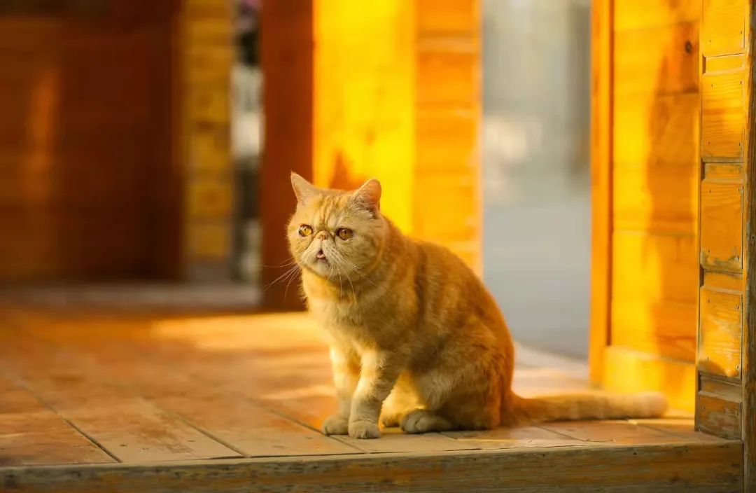 我可是拥有“三岁画老”天赋的小猫咪