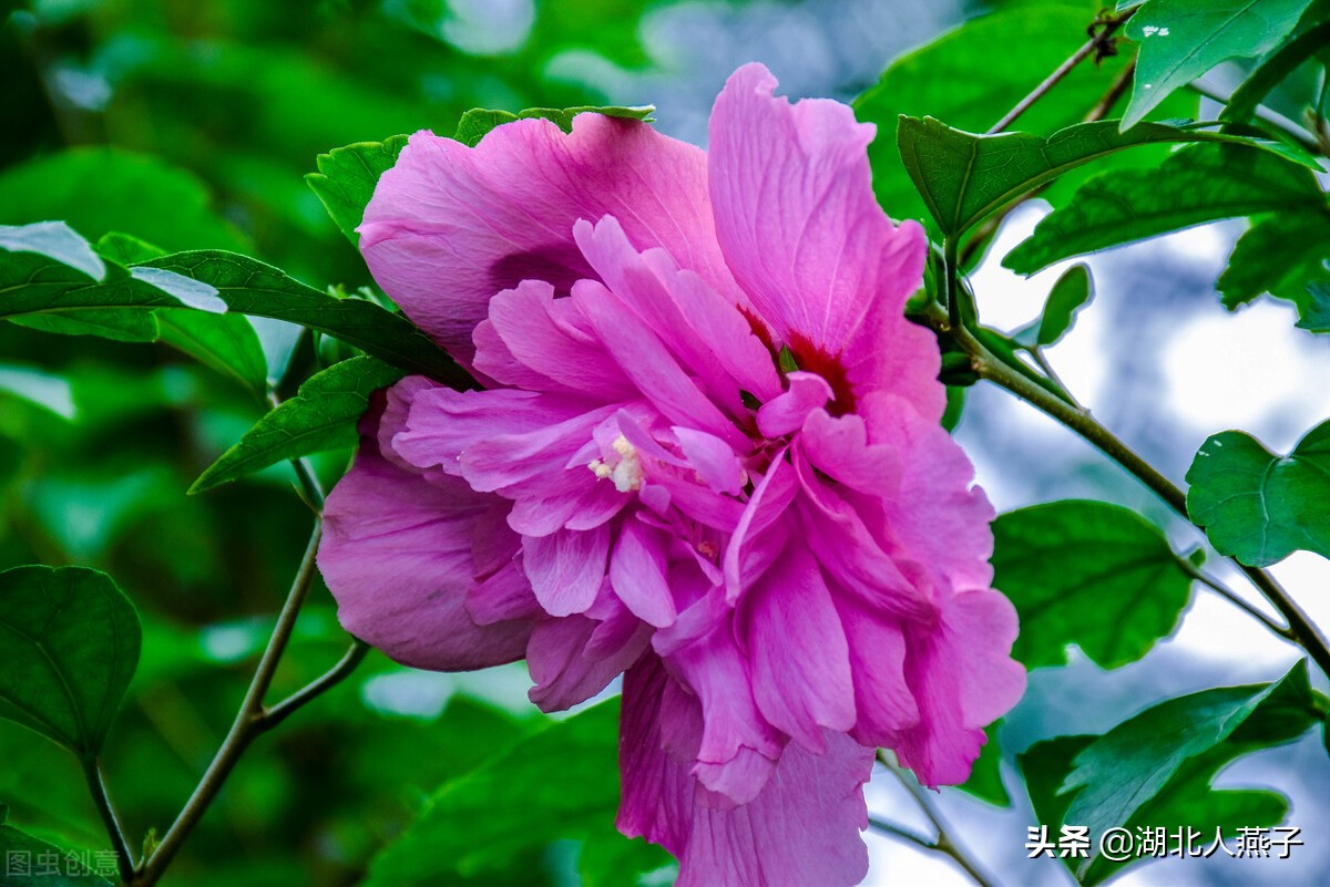 55种野菜大图片，带你见识不同的野菜和吃法，你想要的野菜这里有