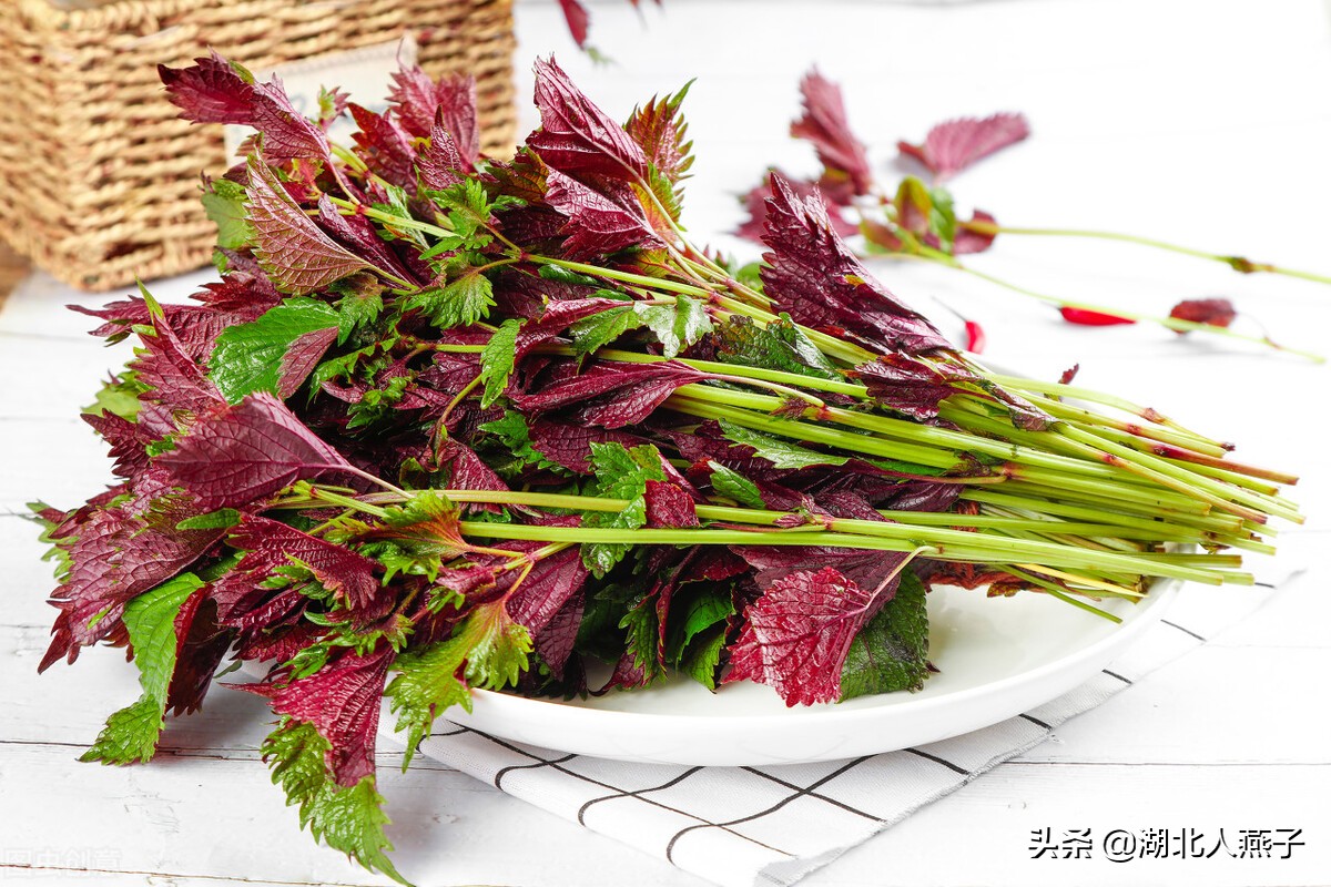 55种野菜大图片，带你见识不同的野菜和吃法，你想要的野菜这里有