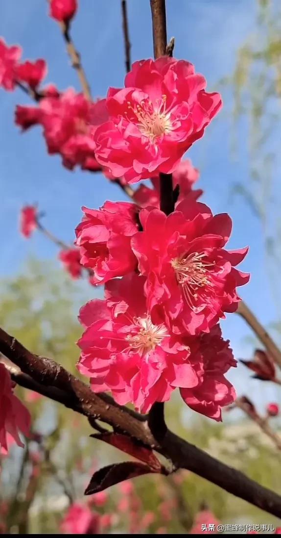 笑看花开，是一种美好的心情