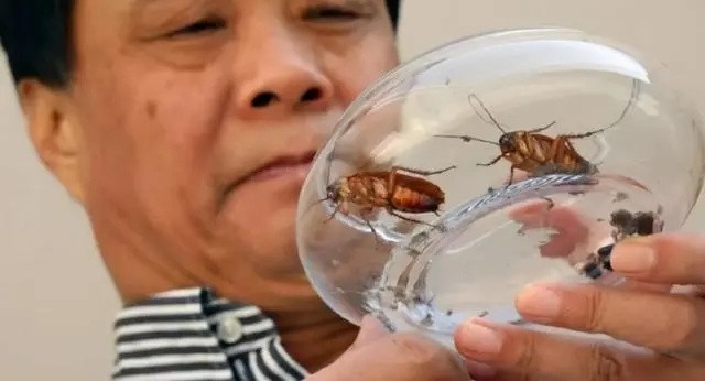 辞去公务员上山养蟑螂，10年养殖40亿只，李延荣如今收入百亿