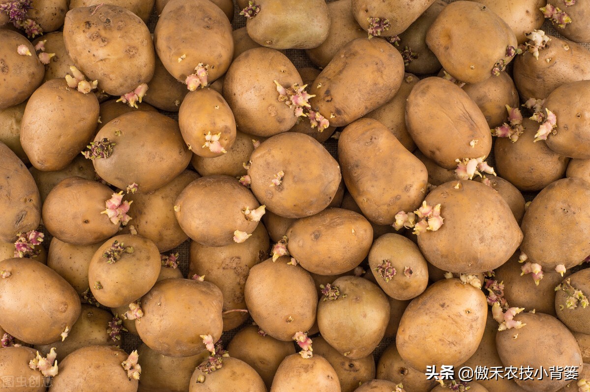 新鲜土豆为什么会变绿(家里存放的土豆为啥会变绿变青或长芽？存放土豆时要注意这几点)