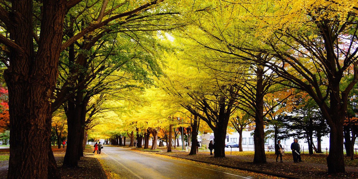 札幌大学(日本七所帝国大学系列篇-北海道大学)