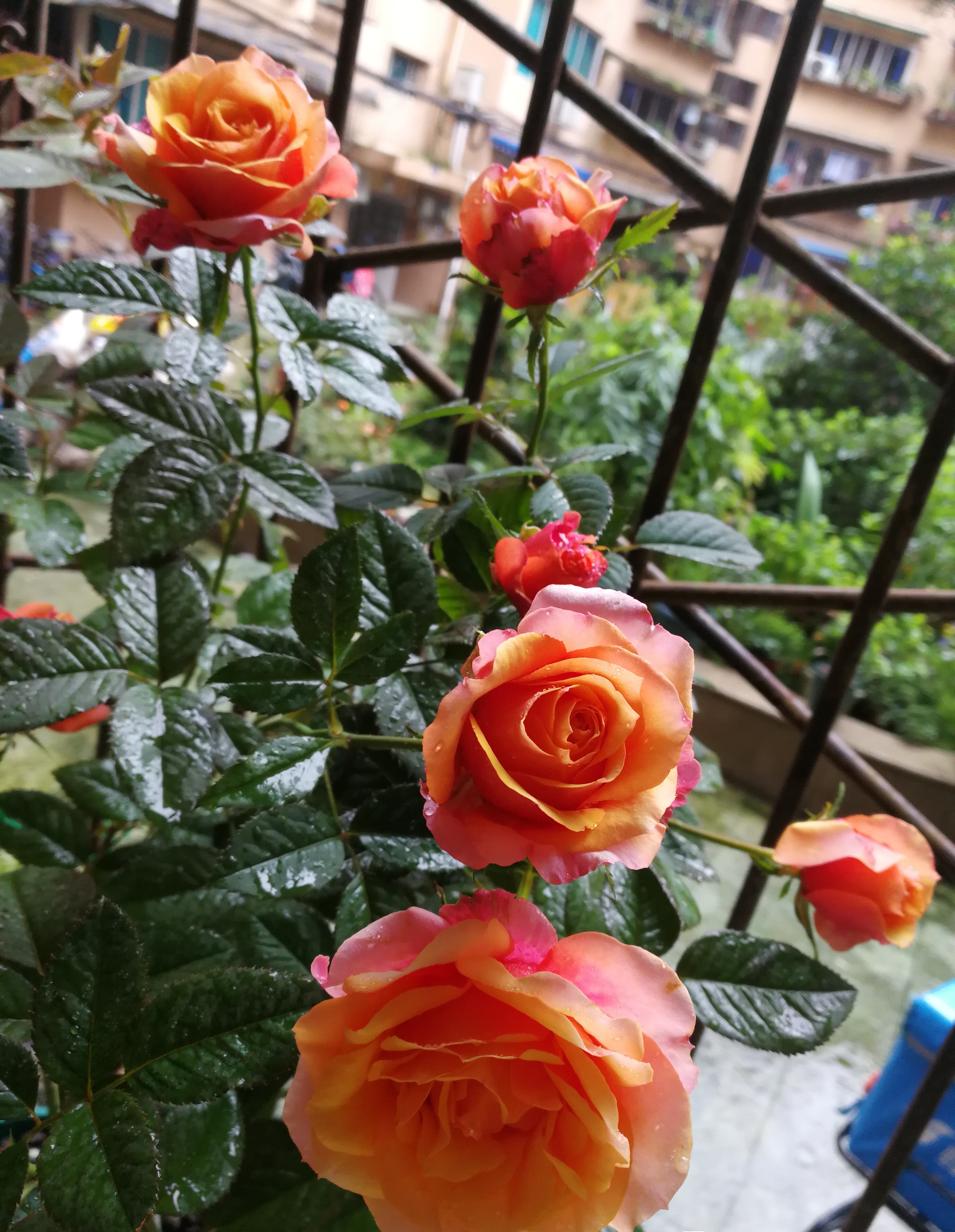 艾帕索阳台月季优缺点（新手养月季就选皮实好养的艾帕索）