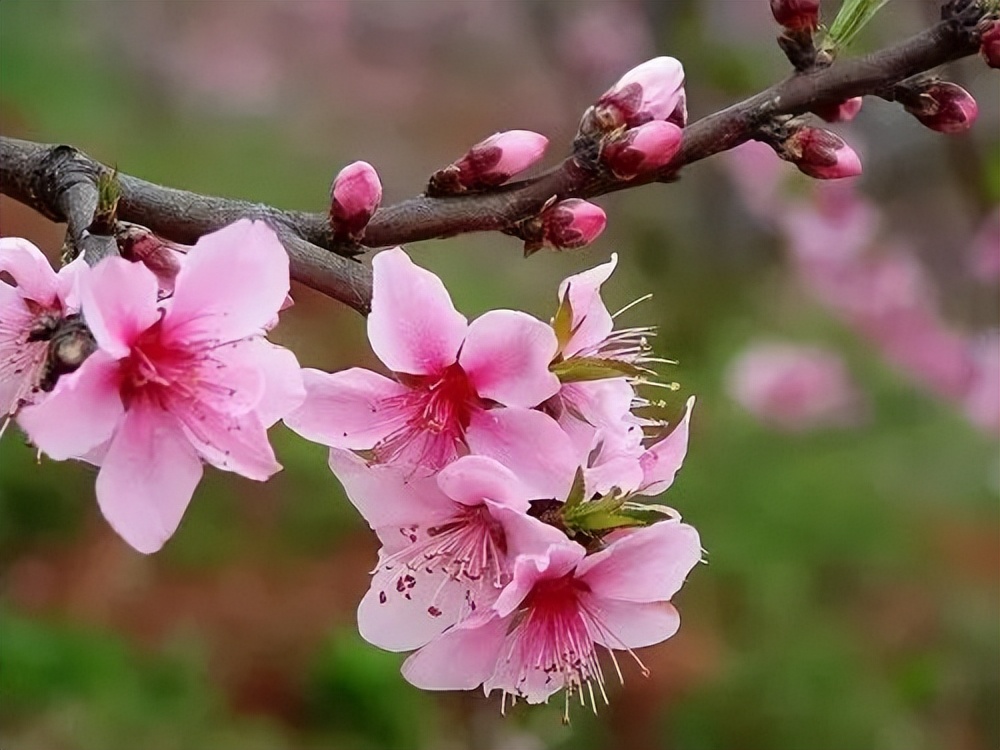 梨花有什么特点（春天出游必备识花宝典大全）