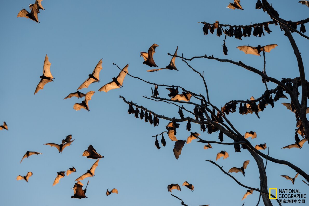 在澳大利亚昆士兰,小红狐蝠(pteropus scapulatus)正栖息在阿瑟顿高地