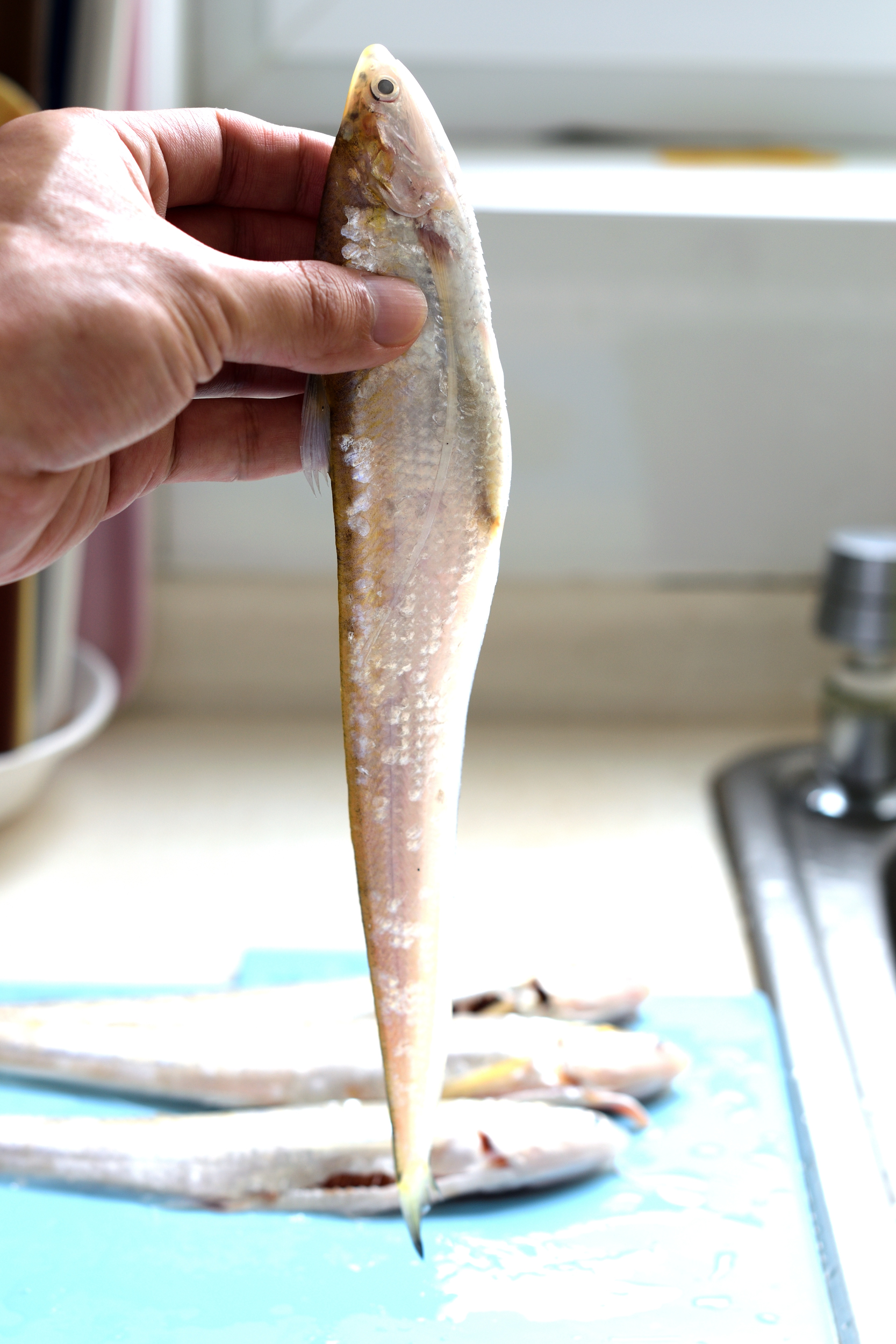 一斤8000元！靖江一鱼塘“长”出罕见刀鱼，它凭什么这么贵？