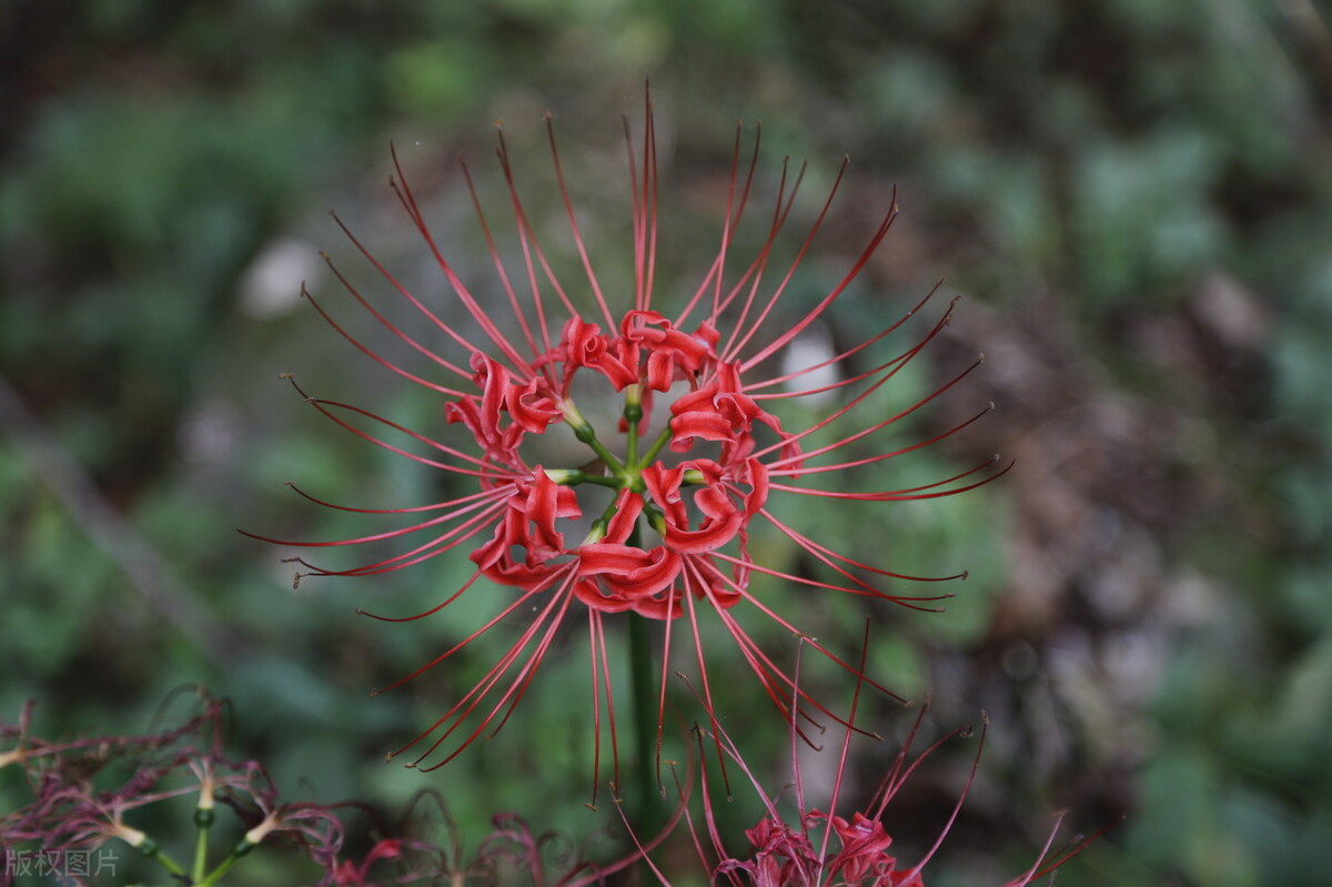 俗称"老鸦蒜",叫蒜不是蒜,花开不见叶,能种吗?老农:不吉利