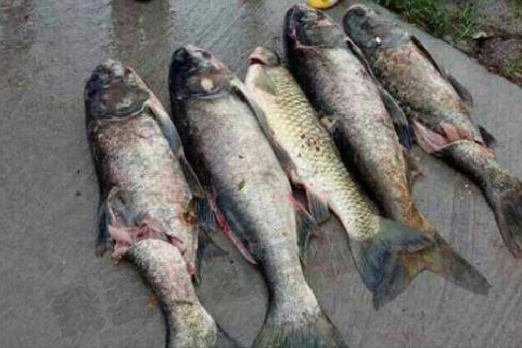南方水库泄洪，上百斤的野生大鱼被冲下来，网友惊呼：太刺激啦