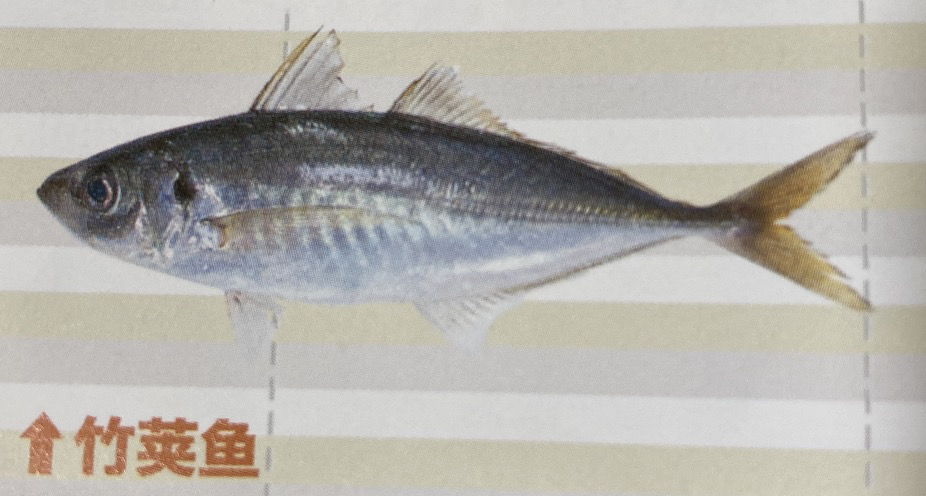 竹荚鱼钓法 日本一年吃几亿条 日本专业海钓入门防波堤钓书籍