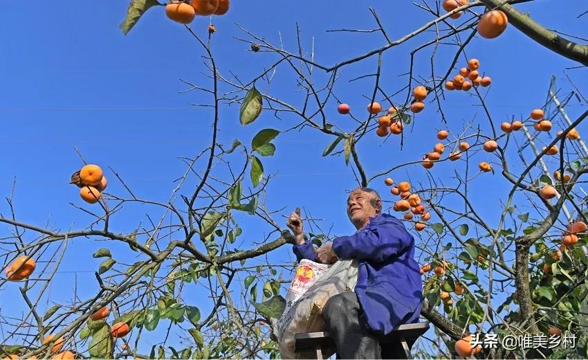 资本下乡，参与乡村振兴！四“共”模式，6种收益，农民持续受益