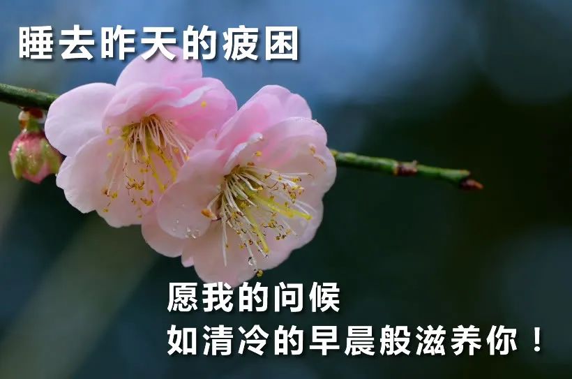 微信早晨好表情包 早上好图片大全 祝你今日最温馨、幸福快乐每一分图片