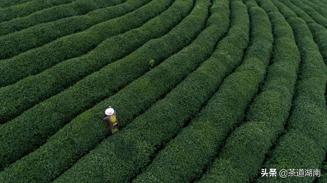 每个月都有新茶！解锁舌尖上的春意