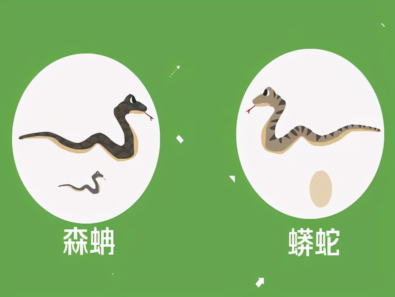 秦岭真的有盘山巨蟒吗？世界上最大的蛇有多大？是什么品种？