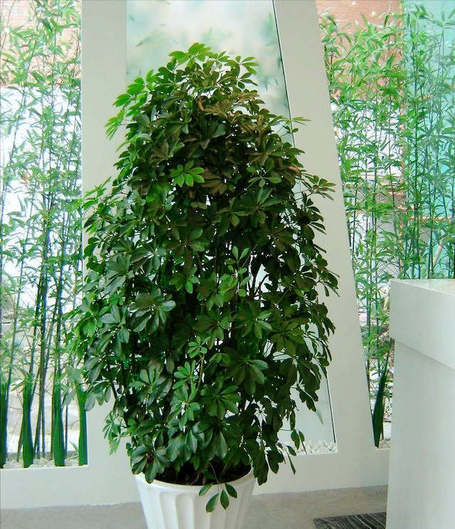 鲜花在屋里放，花旺人也旺！想要“旺人旺家”，养花首选这10种