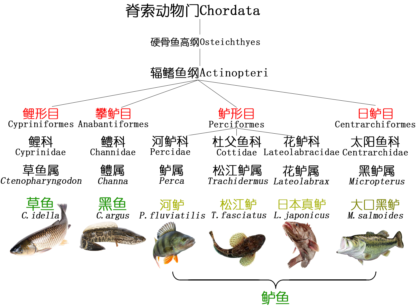 餐桌物种｜那鱼那菜——探索酸菜鱼好吃的秘密