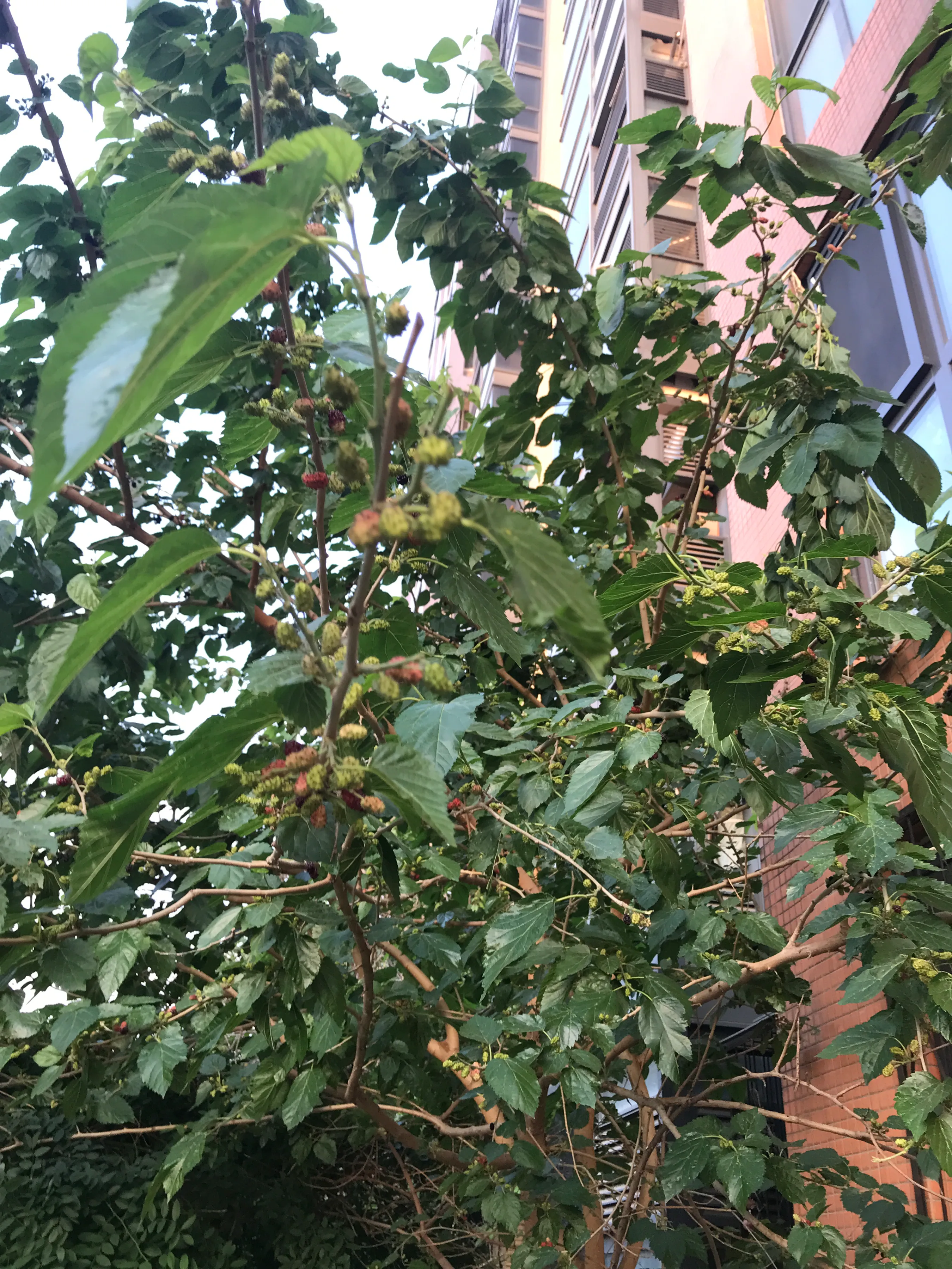 下图是我随手拍的绿植图片，能看出是什么绿植吗?想了解她们的花语是什么吗?如果有兴