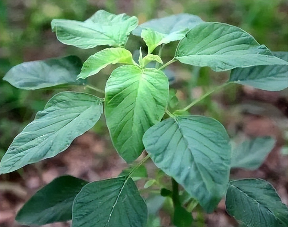 野莧菜的功效與作用(野莧菜能吃嗎) - 行就行