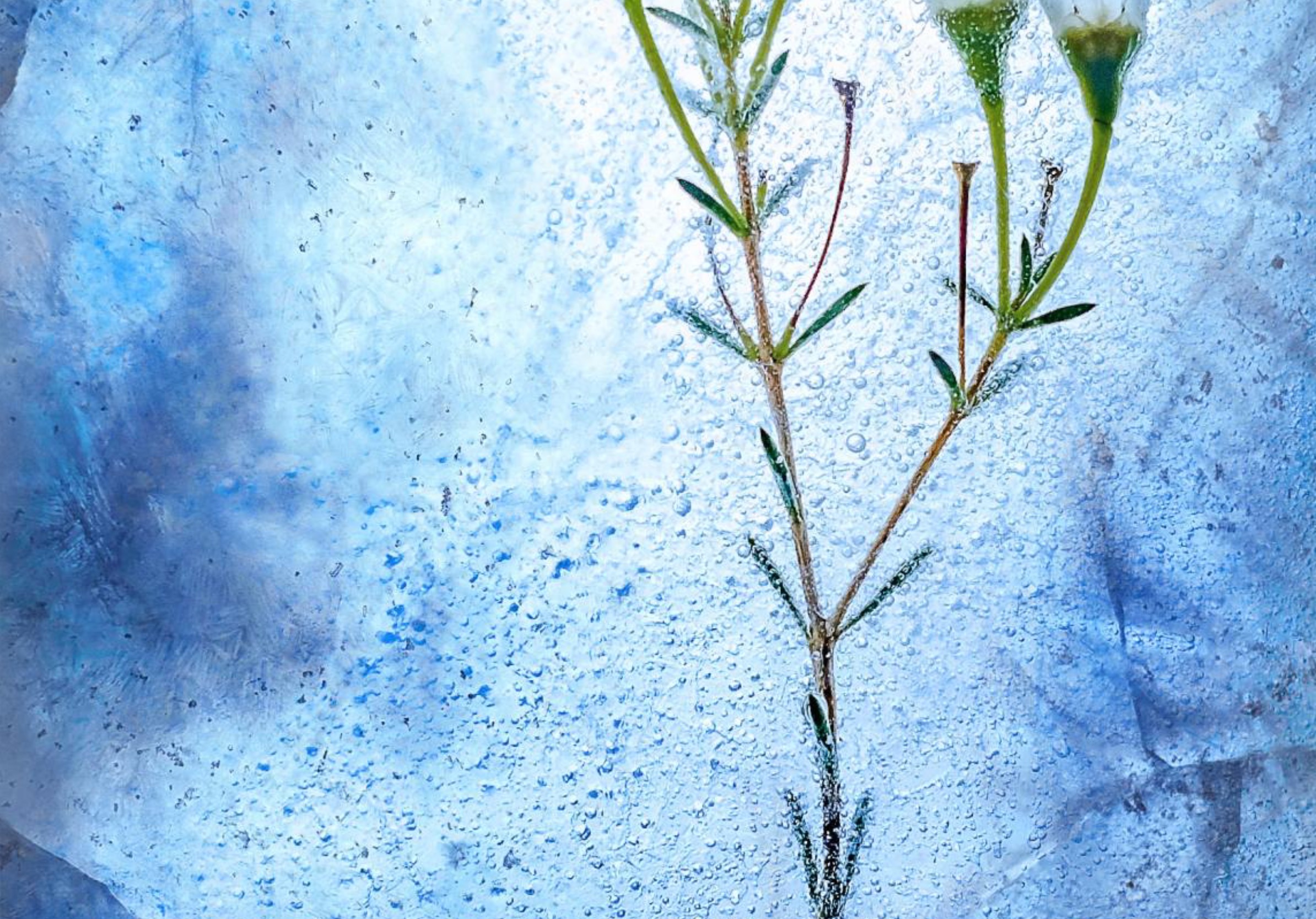 《薤露》：曹操最真挚的挽歌，一句诗说尽普遍的人性