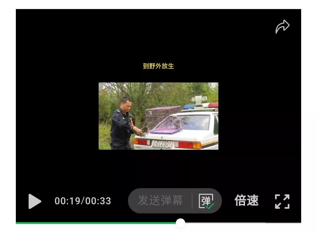 派出所民警刚救助猫头鹰 又帮找小孩