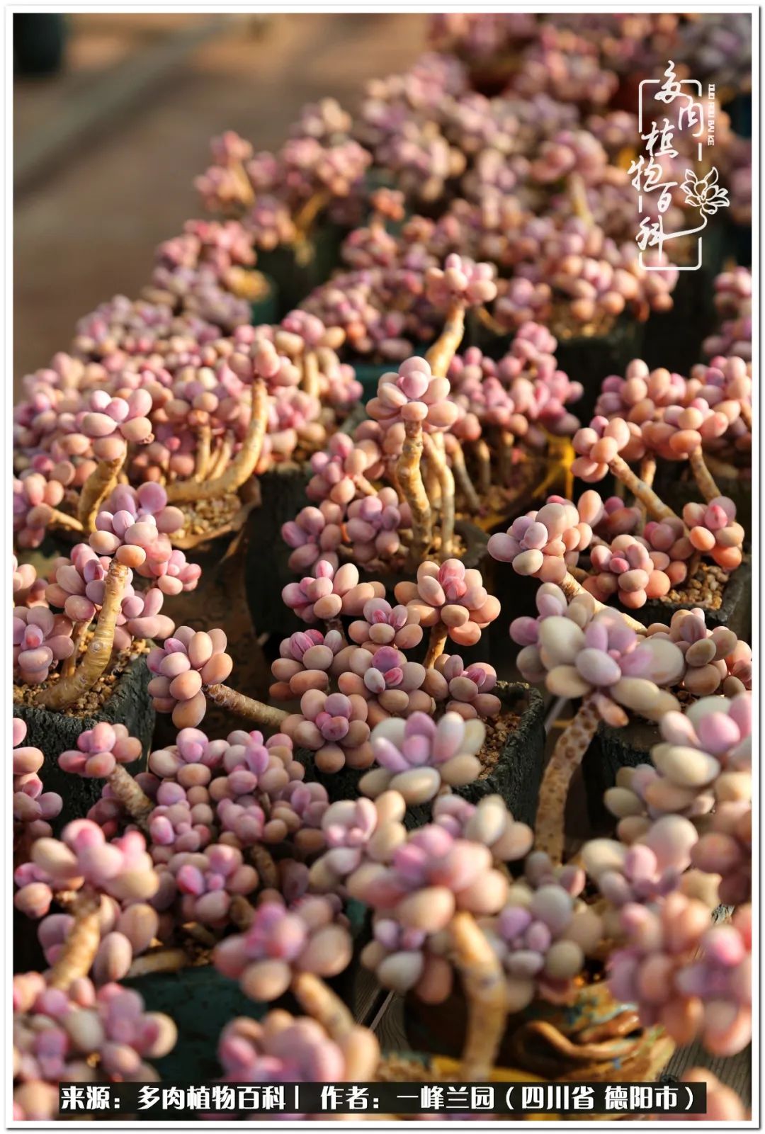 多肉桃蛋难度夏 在我这 它是最好养的品种之一 天天看点