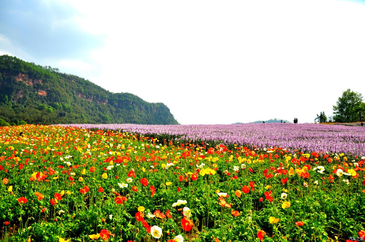 江油花田部落景区图片