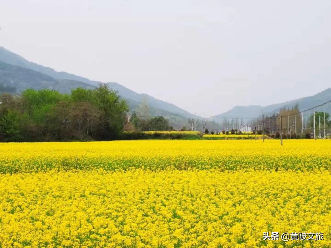 春满古村春风扬，悠悠春日百花香