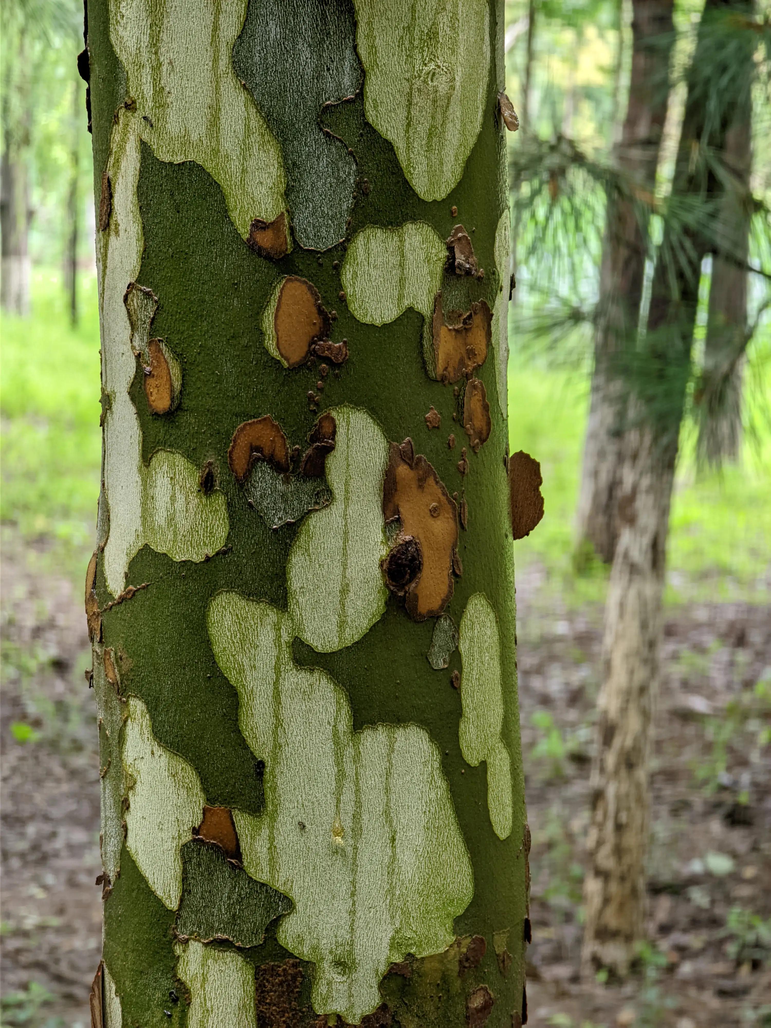 小米手机可以试试谷歌相机，比原生相机效果好