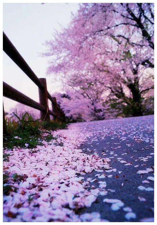 踱步河岸忆往事,落花满地化作尘.笛声悠扬出柳下,再看不是去年人.