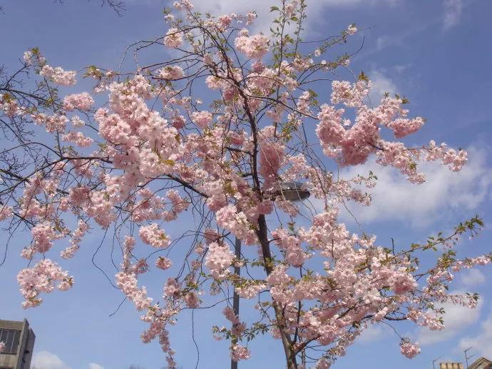 生命是一树一树的花开，蓬蓬勃勃，充满了无限的生机