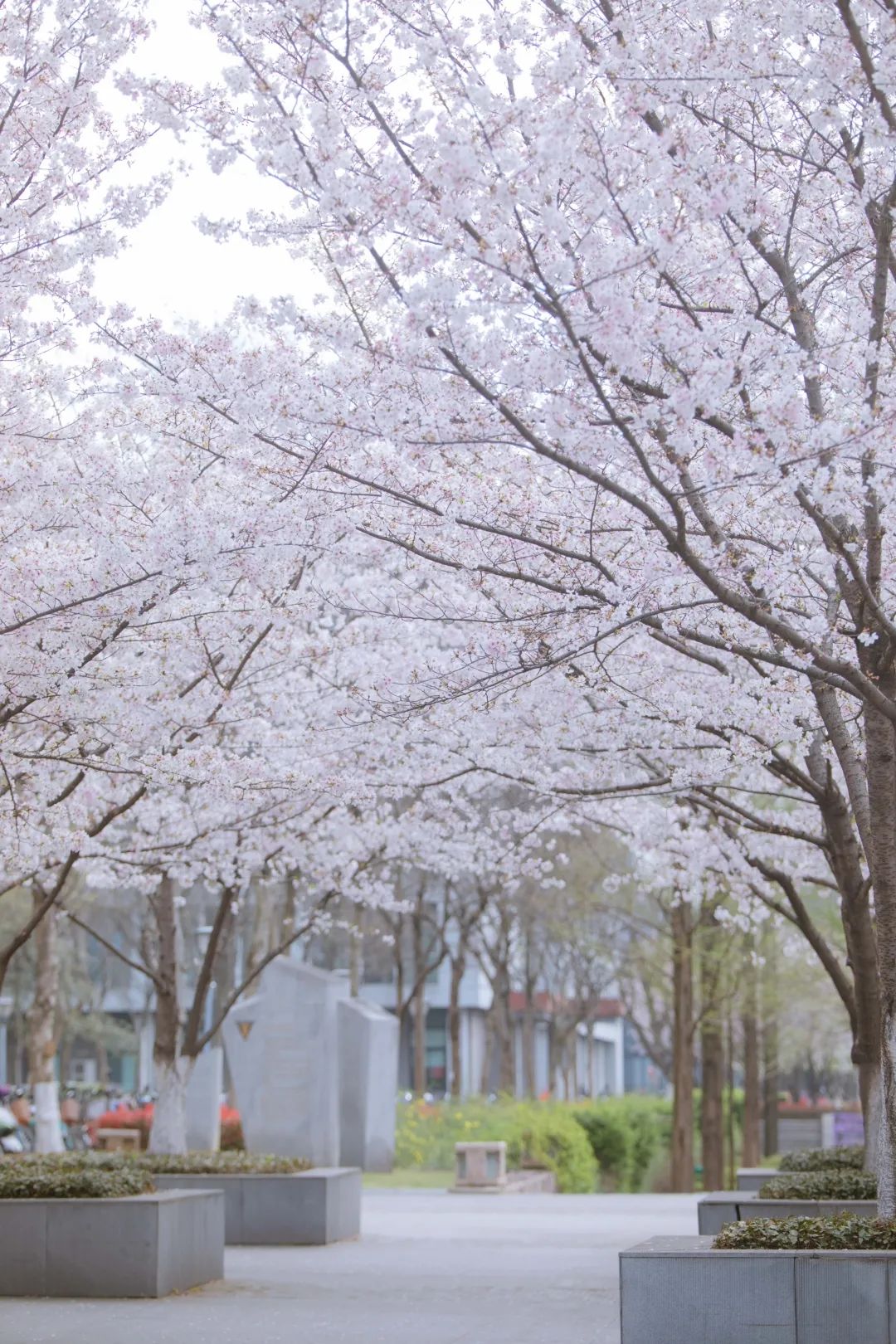 浙大樱雨，许你浪漫春光！每一张都可以做壁纸