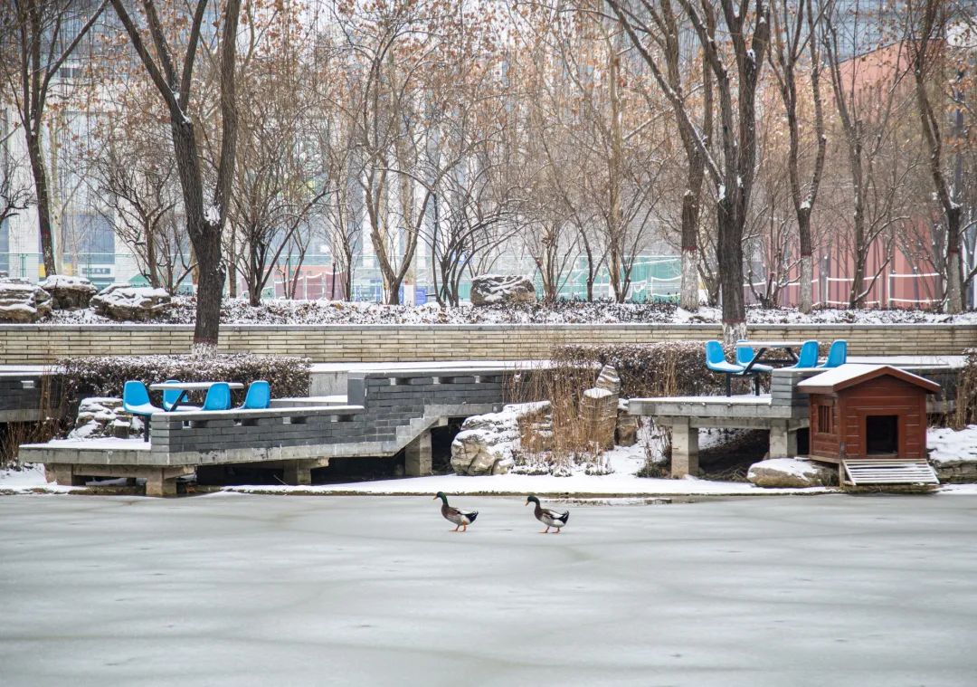 开年瑞雪，师大校园寂静如诗