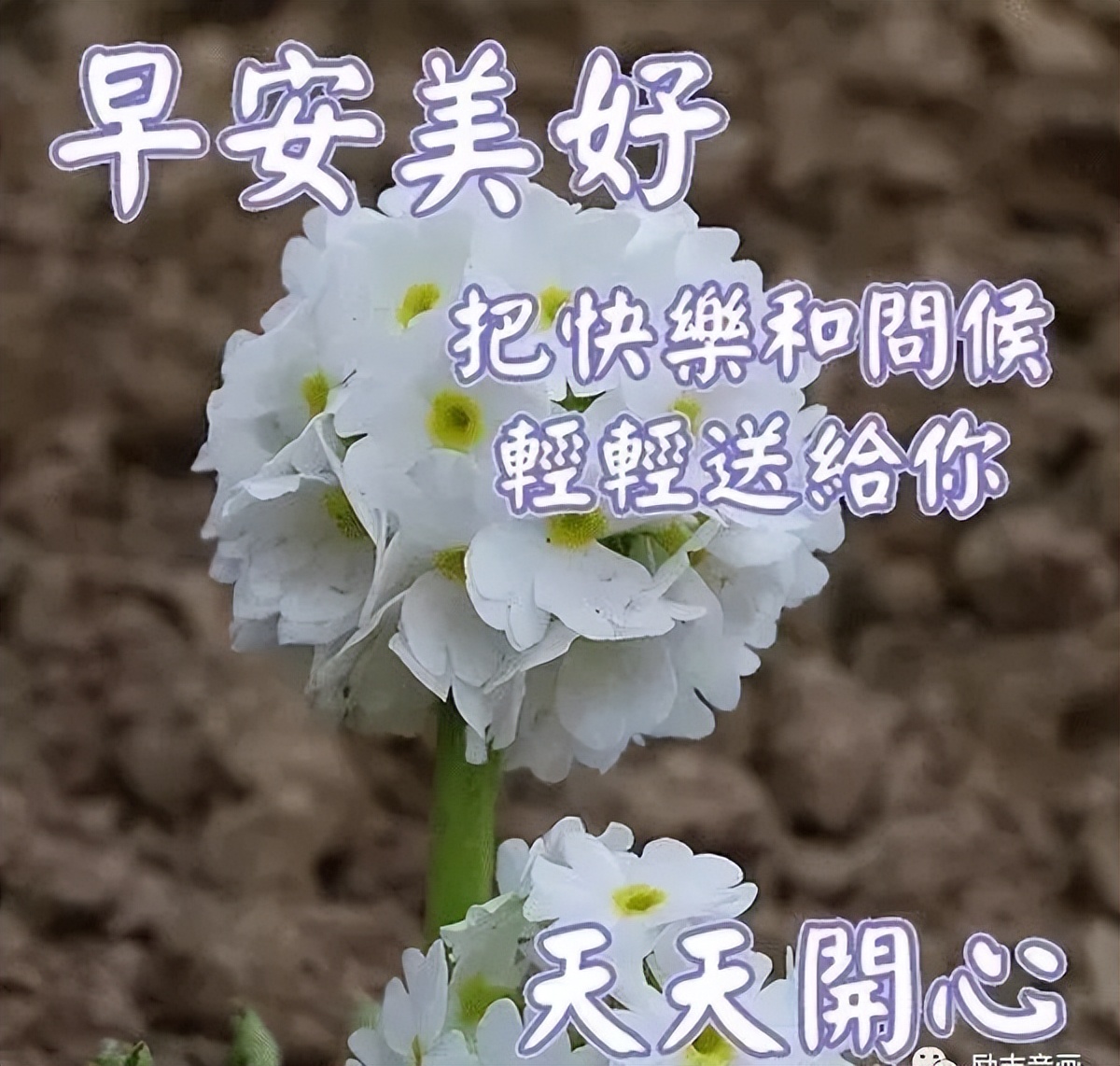周日清晨暖人心的早上好问候语 一份友情，彼此永远珍藏在心底图片