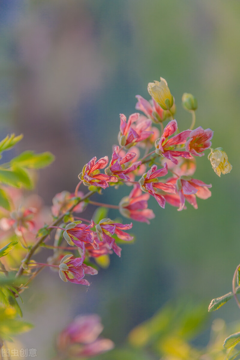 惊艳漂亮花朵大图壁纸素材,自然花海风光