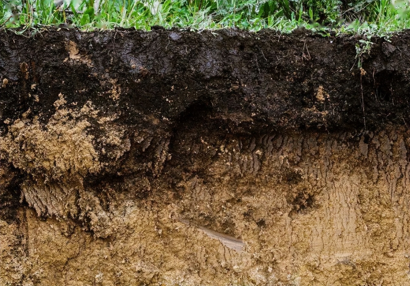 黑土挖一千克卖七毛,一晚赚上万现金,东北"黑色产业"屡禁不止
