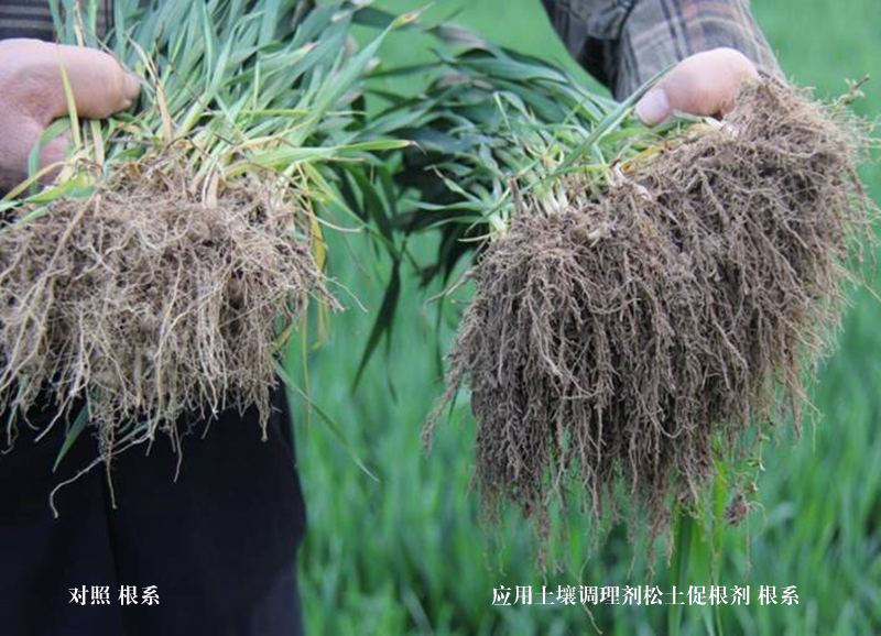 河南：糧食產量連續16年豐收的背后