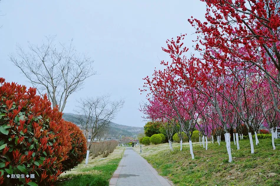 疫情挡不住春天的脚步，小编带你去看古城秦州的春暖花开