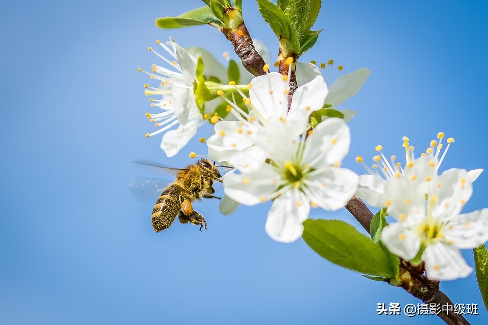 拍樱花的8个技巧，藏在这5张照片中，摄影小白一看就懂