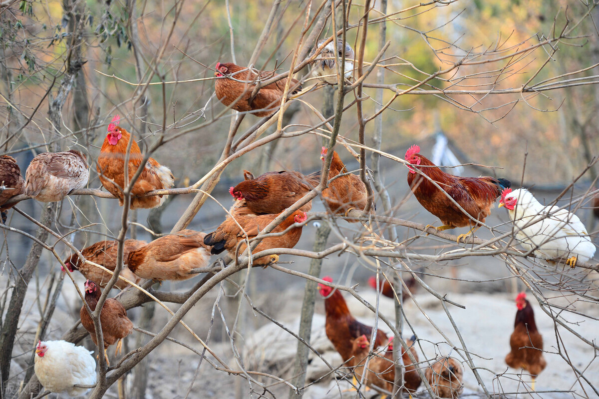 把1000只鸡放到野外养殖，3年后会变成什么样？3种因素，3种结局